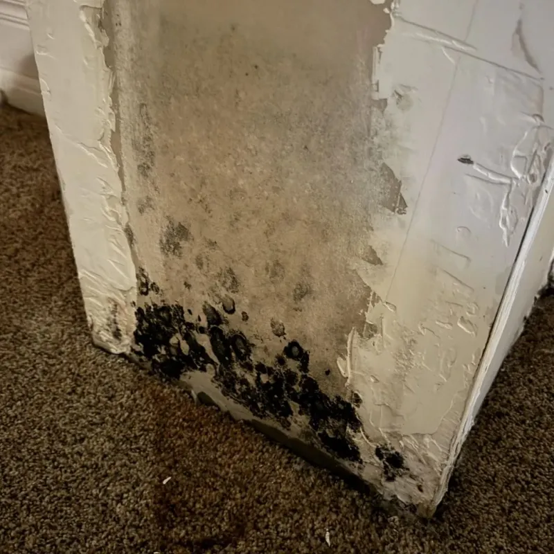 Professional Mold Removal in Oklahoma County, OK